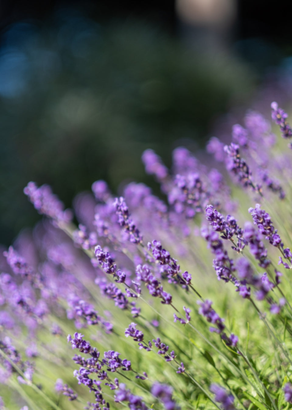 Aromatic fragrances